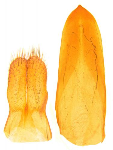 Leiopus linnei